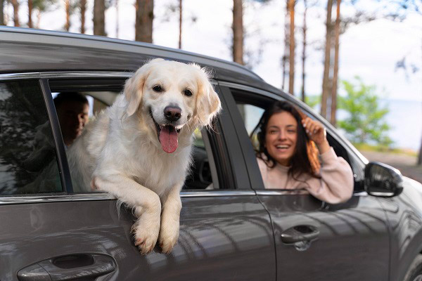 Tips para viajar con tu perro